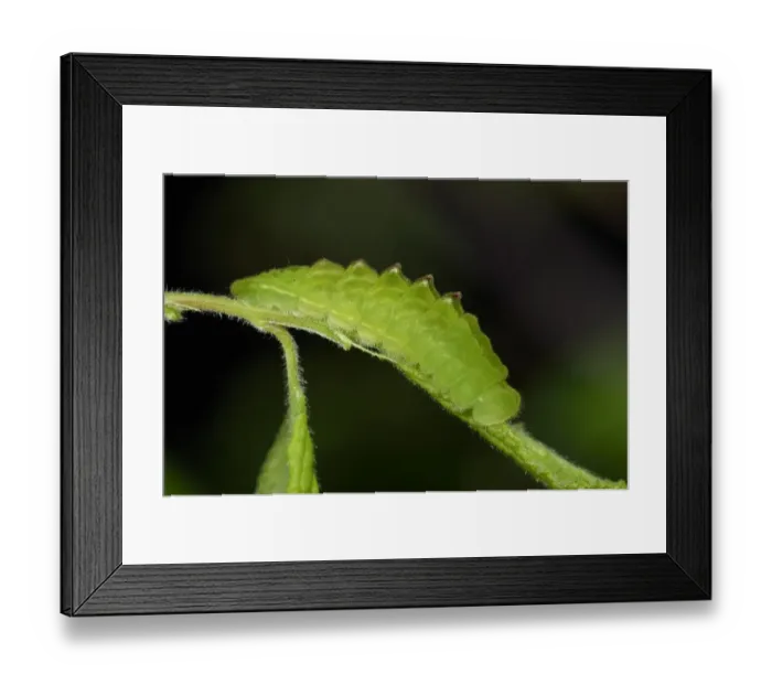 Framed Print : Black Hairstreak (Satyrium pruni) fully grown larva, feeding on blackthorn leaf, England Framed Print : Black Hairstreak (Satyrium pruni) fully grown larva, feeding on blackthorn leaf, England