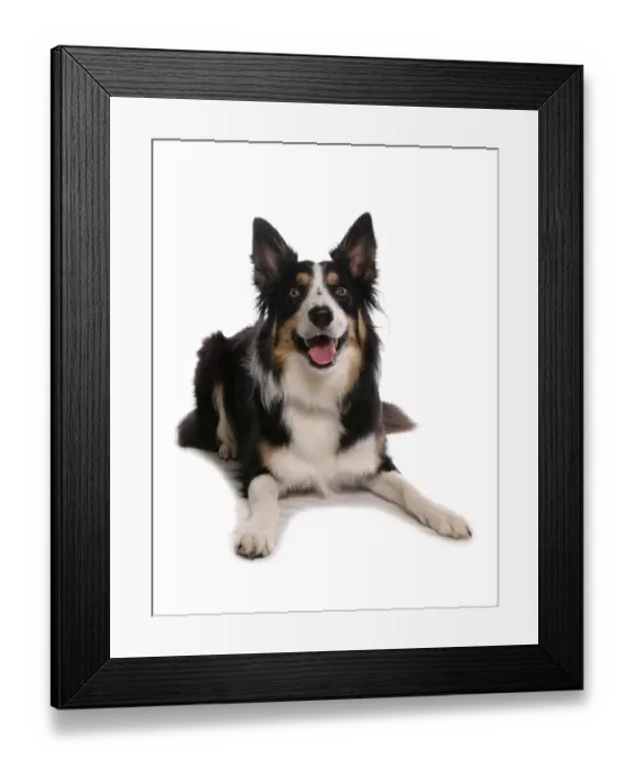 Framed Print : Domestic Dog, Border Collie, tricolour adult, laying Framed Print : Domestic Dog, Border Collie, tricolour adult, laying