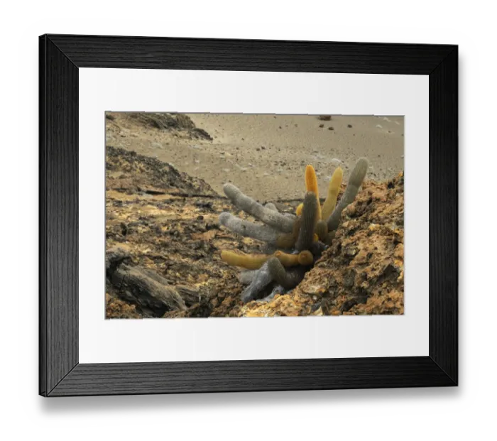 Framed Print : Lava Cactus (Brachycereus nesioticus) growing on barren lava rock, Galapagos Islands Framed Print : Lava Cactus (Brachycereus nesioticus) growing on barren lava rock, Galapagos Islands