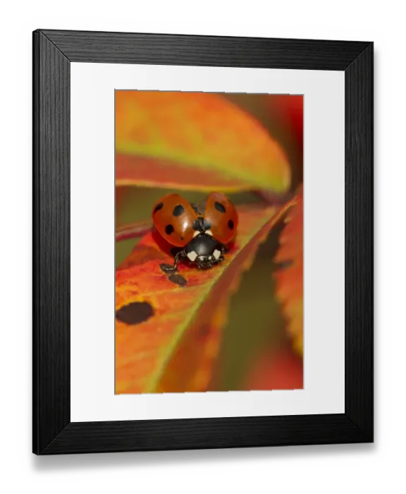 Framed Print : Seven-spot Ladybird (Coccinella septempunctata) adult, opening wing cases, on Rowan (Sorbus aucuparia) leaf in autumn colour, Sheffield, South Yorkshire, England, september Framed Print : Seven-spot Ladybird (Coccinella septempunctata) adult, opening wing cases, on Rowan (Sorbus aucuparia) leaf in autumn colour, Sheffield, South Yorkshire, England, september