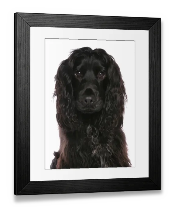 Framed Print : Domestic Dog, English Springer Spaniel, black adult, close-up of head Framed Print : Domestic Dog, English Springer Spaniel, black adult, close-up of head