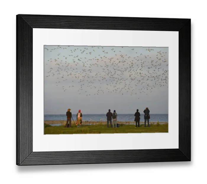 Framed Print : Birdwatchers watching wader flock in flight over mudflats, The Wash, Snettisham RSPB Reserve, North Norfolk, England, october Framed Print : Birdwatchers watching wader flock in flight over mudflats, The Wash, Snettisham RSPB Reserve, North Norfolk, England, october