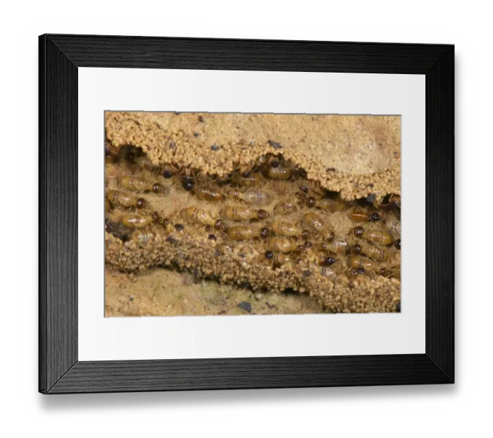Framed Print : Long-nose Termite (Nasutitermes sp. ) adults, workers in column changing home and building hidden tunnel on ground, Los Amigos Biolgical Station, Madre de Dios, Amazonia, Peru Framed Print : Long-nose Termite (Nasutitermes sp. ) adults, workers in column changing home and building hidden tunnel on ground, Los Amigos Biolgical Station, Madre de Dios, Amazonia, Peru