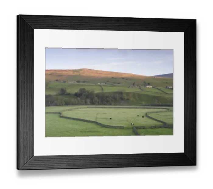 Framed Print : View of drystone walls, cattle grazing in pasture and river in valley, River Swale, Gunnerside, Swaledale, Yorkshire Dales N. P. North Yorkshire, England, october Framed Print : View of drystone walls, cattle grazing in pasture and river in valley, River Swale, Gunnerside, Swaledale, Yorkshire Dales N. P. North Yorkshire, England, october