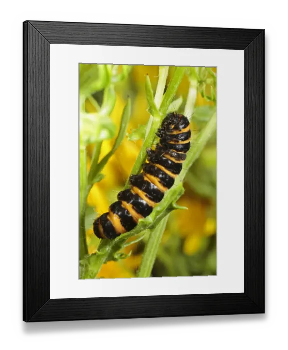 Framed Print : Cinnabar Moth (Tyria jacobaeae) fully-grown larva, feeding on Common Ragwort (Senecio jacobaea), Powys, Wales, july Framed Print : Cinnabar Moth (Tyria jacobaeae) fully-grown larva, feeding on Common Ragwort (Senecio jacobaea), Powys, Wales, july
