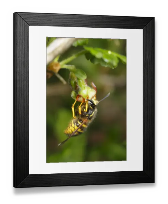 Framed Print : Norwegian Wasp (Dolichovespula norwegica) adult worker, feeding on Gooseberry (Ribes uva-crispa) flower, important pollinator of soft-fruit crops, Powys, Wales, april Framed Print : Norwegian Wasp (Dolichovespula norwegica) adult worker, feeding on Gooseberry (Ribes uva-crispa) flower, important pollinator of soft-fruit crops, Powys, Wales, april