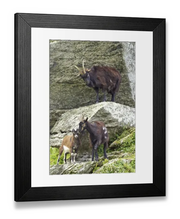 Framed Print : Feral Goat (Capra hircus) adults and young, standing on rocks in dry valley, Valley of the Rocks, Lynton, Exmoor N. P. Devon, England Framed Print : Feral Goat (Capra hircus) adults and young, standing on rocks in dry valley, Valley of the Rocks, Lynton, Exmoor N. P. Devon, England