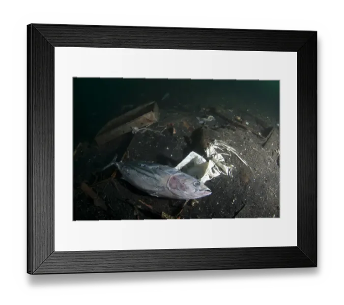 Framed Print : Dead and decaying fish from fishing boats and rubbish on seabed, Ambon Island, Maluku Islands, Banda Sea, Indonesia Framed Print : Dead and decaying fish from fishing boats and rubbish on seabed, Ambon Island, Maluku Islands, Banda Sea, Indonesia