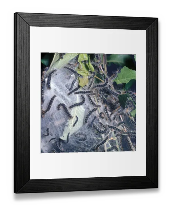Framed Print : Small Eggar (Eriogaster lanestris) Larvae - on Larval Tent Framed Print : Small Eggar (Eriogaster lanestris) Larvae - on Larval Tent