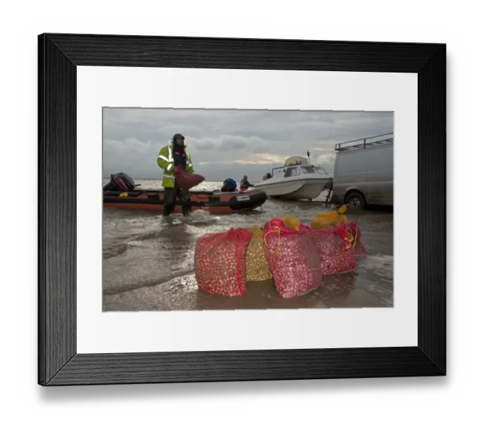 Framed Print : Licensed cockle pickers unloading bags from boats after picking from cockle beds, Foulnaze Bank, between Lytham and Southport, Ribble Estuary, Lancashire, England, november Framed Print : Licensed cockle pickers unloading bags from boats after picking from cockle beds, Foulnaze Bank, between Lytham and Southport, Ribble Estuary, Lancashire, England, november