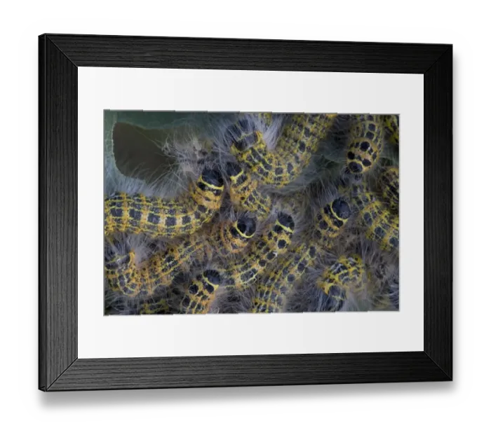Framed Print : Buff-tip (Phalera bucephala) caterpillars, group feeding on oak leaves, Bentley, Suffolk, England, july