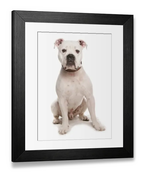 Framed Print : Domestic Dog, Dorset Old Tyme Bulldogge, adult male, sitting, with collar Framed Print : Domestic Dog, Dorset Old Tyme Bulldogge, adult male, sitting, with collar