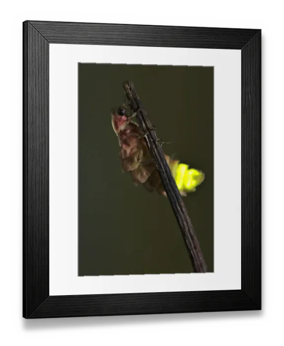 Framed Print : Common Glow-worm (Lampyris noctiluca) adult female, glowing, displaying bioluminescence at night to attract mate, Italy, june