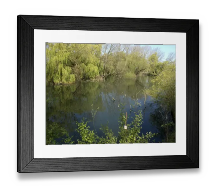 Framed Print : Disused flooded gravel pit habitat, Heronry South Pool, Paxton Pits Nature Reserve, Little Paxton, Cambridgeshire, England, april Framed Print : Disused flooded gravel pit habitat, Heronry South Pool, Paxton Pits Nature Reserve, Little Paxton, Cambridgeshire, England, april