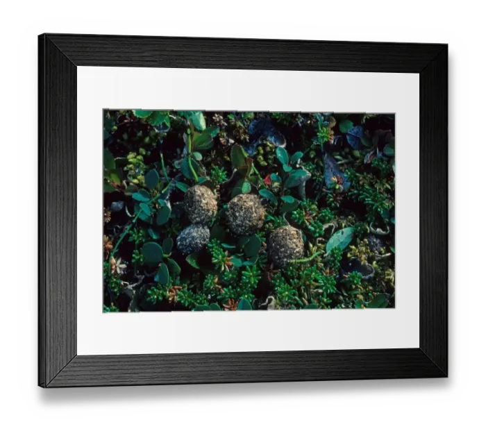 Framed Print : Mountain Hare (Lepus timidus) droppings, Arctic Sweden Framed Print : Mountain Hare (Lepus timidus) droppings, Arctic Sweden