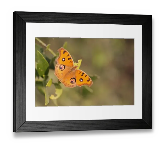 Framed Print : Peacock Pansy (Junonia almana) adult, resting on leaves, India, november