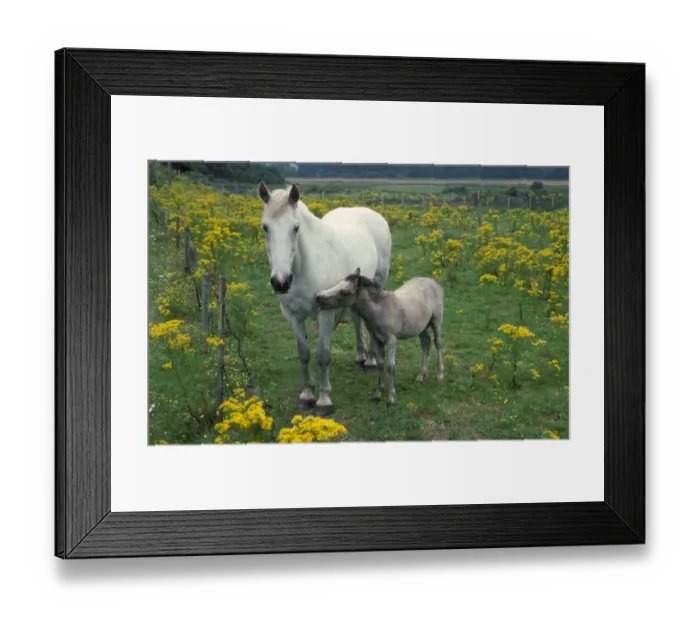 Framed Print : Horse, mare and foal, standing in field with Ragwort (Senecio sp. ) very poisoness for horses, England Framed Print : Horse, mare and foal, standing in field with Ragwort (Senecio sp. ) very poisoness for horses, England