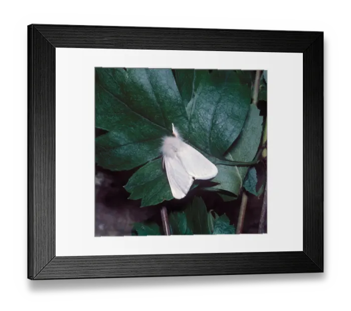 Framed Print : Moth - Brown Tail (Euproctis chrysorrhoea) Close-up / on leaf Framed Print : Moth - Brown Tail (Euproctis chrysorrhoea) Close-up / on leaf