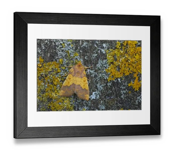 Framed Print : Barred Sallow (Tiliacea aurago) adult, resting on lichen, Essex, England Framed Print : Barred Sallow (Tiliacea aurago) adult, resting on lichen, Essex, England