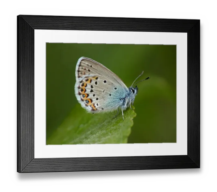 Framed Print : Silver-studded Blue (Plebejus argus) adult male, resting on leaf, Simplon Pass, Swiss Alps, Switzerland, july Framed Print : Silver-studded Blue (Plebejus argus) adult male, resting on leaf, Simplon Pass, Swiss Alps, Switzerland, july