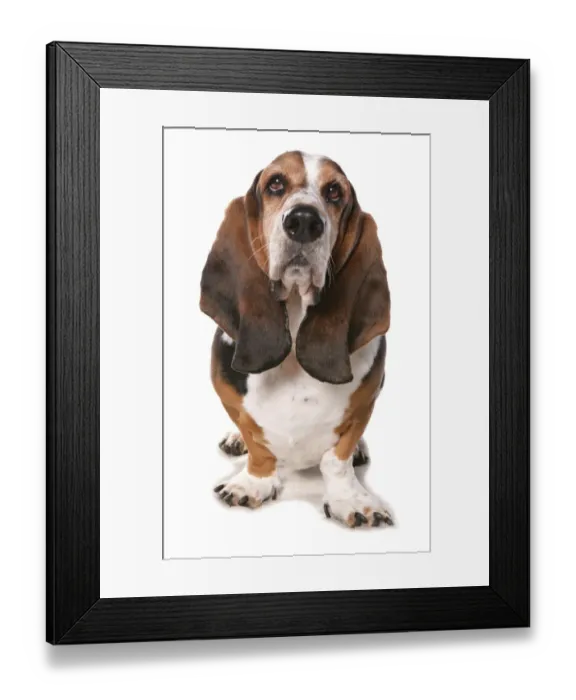 Framed Print : Domestic Dog, Basset Hound, adult, standing Framed Print : Domestic Dog, Basset Hound, adult, standing