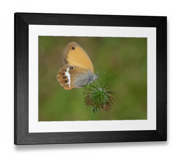 Framed Print : Pearly Heath (Coenonympha arcania) adult, drinking moisture from Herb Bennet (Geum urbanum) seedhead, Cannobina Valley, Piedmont, Northern Italy, july Framed Print : Pearly Heath (Coenonympha arcania) adult, drinking moisture from Herb Bennet (Geum urbanum) seedhead, Cannobina Valley, Piedmont, Northern Italy, july