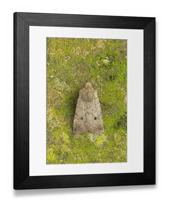 Framed Print : Red-line Quaker (Agrochola lota) adult, Essex, England Framed Print : Red-line Quaker (Agrochola lota) adult, Essex, England