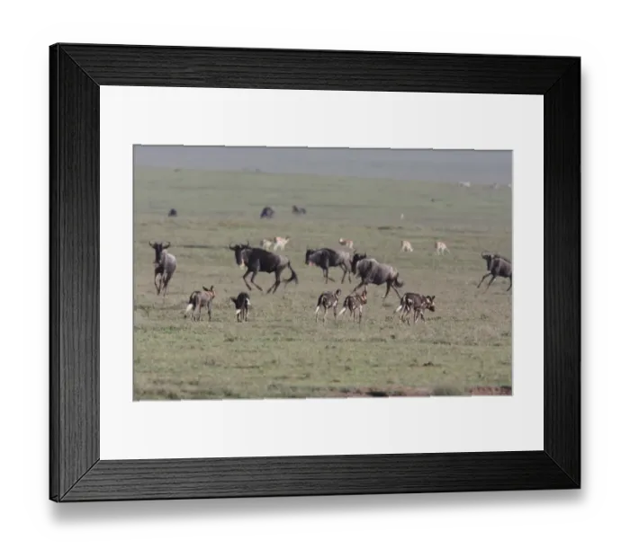 Framed Print : African Wild Dog (Lycaon pictus) adults, pack walking across grassland habitat with Blue Wildebeest (Connochaetus taurinus) herd, Serengeti, Tanzania Framed Print : African Wild Dog (Lycaon pictus) adults, pack walking across grassland habitat with Blue Wildebeest (Connochaetus taurinus) herd, Serengeti, Tanzania