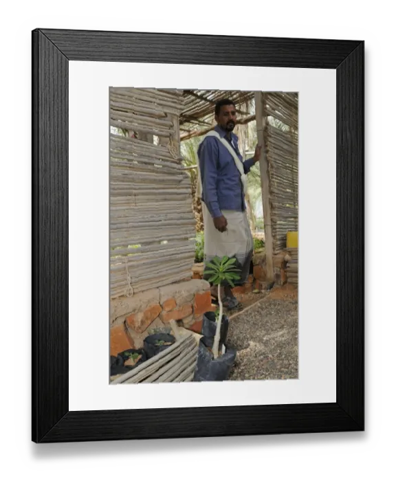 Framed Print : Keeper of plant nursery with young Dragon-blood Tree (Dracaena cinnabari), conservation program for Socotran endangered plants, Hadibo Plant Nursery, Socotra, Yemen, december Framed Print : Keeper of plant nursery with young Dragon-blood Tree (Dracaena cinnabari), conservation program for Socotran endangered plants, Hadibo Plant Nursery, Socotra, Yemen, december