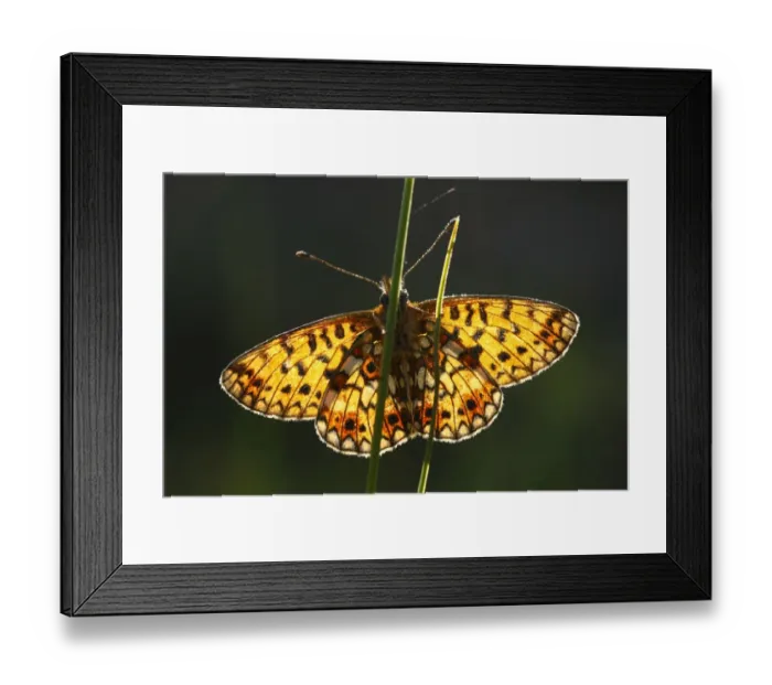 Framed Print : Small Pearl-bordered Fritillary (Boloria selene) adult, underside, basking in morning sunshine, Powys, Wales, june Framed Print : Small Pearl-bordered Fritillary (Boloria selene) adult, underside, basking in morning sunshine, Powys, Wales, june