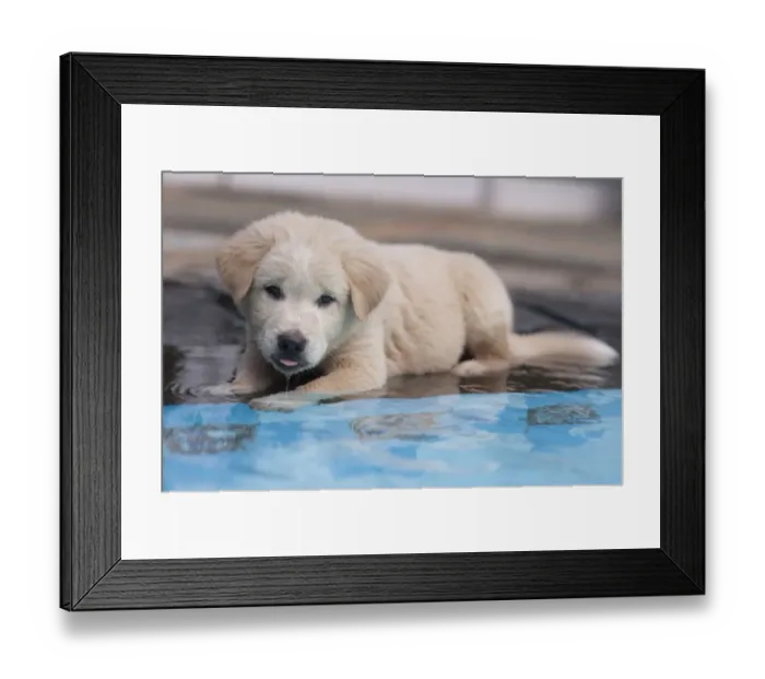 Framed Print : Domestic Dog, Kintamani, puppy, resting at edge of swimming pool, Jakarta, Java, Indonesia