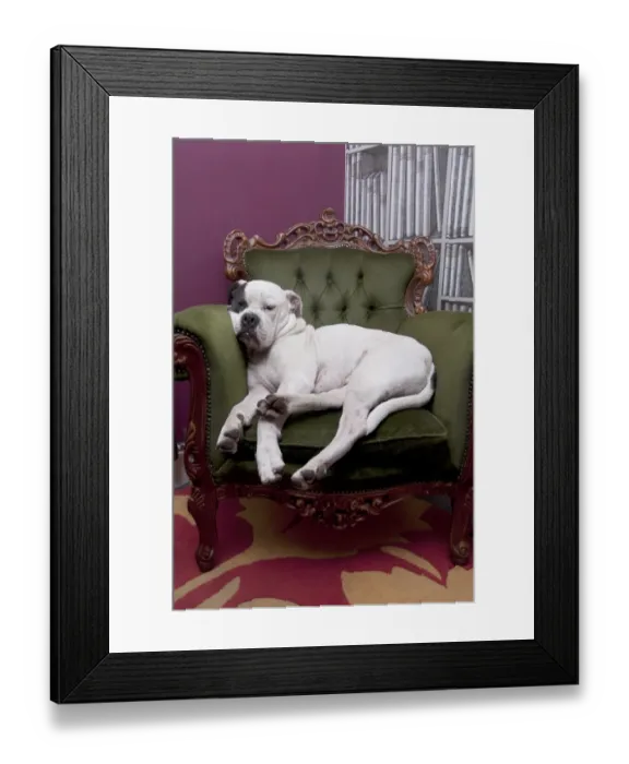 Framed Print : Domestic Dog, Old Tyme Bulldog, adult, resting on armchair, England Framed Print : Domestic Dog, Old Tyme Bulldog, adult, resting on armchair, England