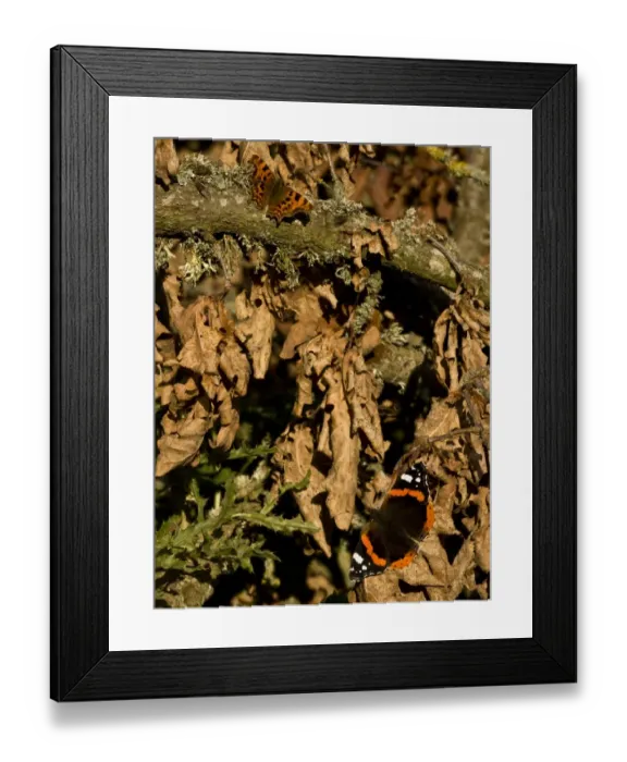 Framed Print : Red Admiral (Vanessa atalanta) and Comma (Polygonia c-album) adults, basking on dead leaves and branch, Dorset, England, october