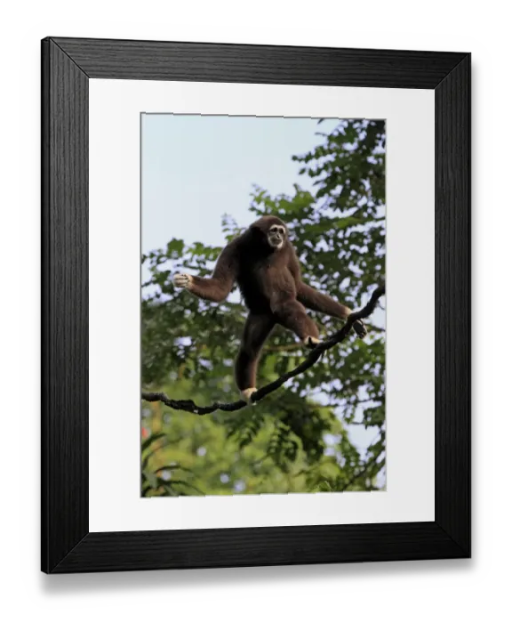 Framed Print : Common Gibbon (Hylobates lar) adult, walking along vine (captive) Framed Print : Common Gibbon (Hylobates lar) adult, walking along vine (captive)