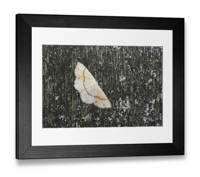 Framed Print : Maiden's Blush (Cyclophora punctaria) adult, Essex, England