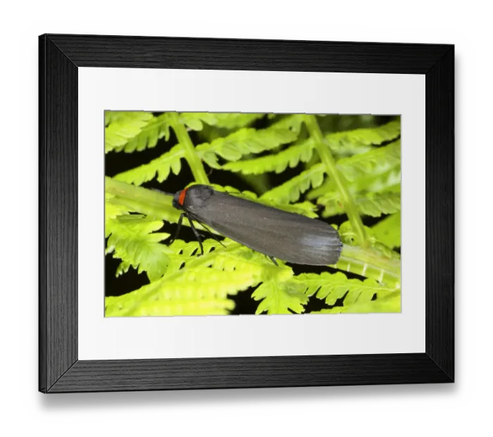 Framed Print : Red-necked Footman (Atolmis rubricollis) adult, resting on fern frond, Powys, Wales, june