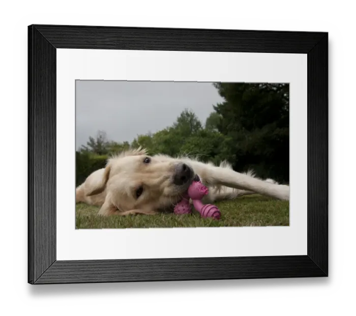 Framed Print : Domestic Dog, Golden Retriever, adult female, chewing toy, laying on garden lawn, England, august Framed Print : Domestic Dog, Golden Retriever, adult female, chewing toy, laying on garden lawn, England, august