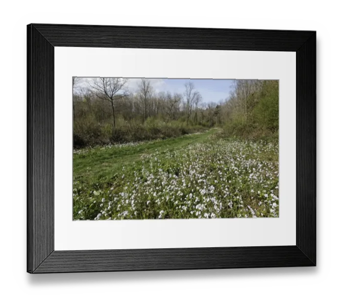 Framed Print : Wildflowers flowering beside path through woodland habitat, Highnam Woods RSPB Reserve, Gloucestershire, England, april Framed Print : Wildflowers flowering beside path through woodland habitat, Highnam Woods RSPB Reserve, Gloucestershire, England, april