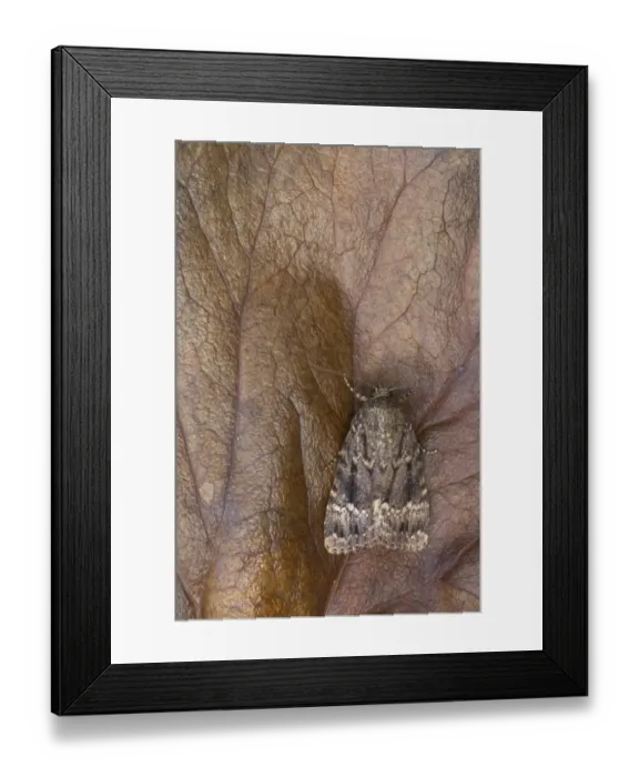 Framed Print : Copper Underwing (Amphipyra pyramidea) adult, Essex, England