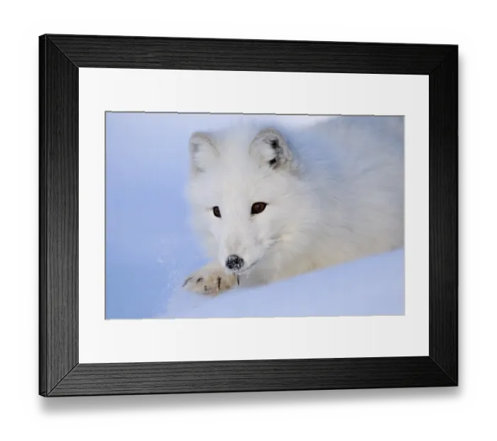 Framed Print : Arctic Fox (Alopex lagopus) adult, white coat, close-up of head, walking in snow, Norway, february (captive) Framed Print : Arctic Fox (Alopex lagopus) adult, white coat, close-up of head, walking in snow, Norway, february (captive)