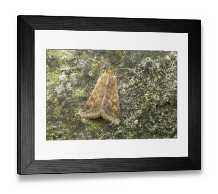 Framed Print : Cotton Bollworm (Helicoverpa armigera) adult, Essex, England Framed Print : Cotton Bollworm (Helicoverpa armigera) adult, Essex, England