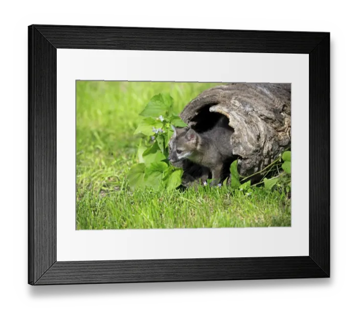 Framed Print : Grey Fox (Urocyon cinereoargenteus) nine-weeks old cub, in hollow log, Montana, U. S. A. june (captive) Framed Print : Grey Fox (Urocyon cinereoargenteus) nine-weeks old cub, in hollow log, Montana, U. S. A. june (captive)
