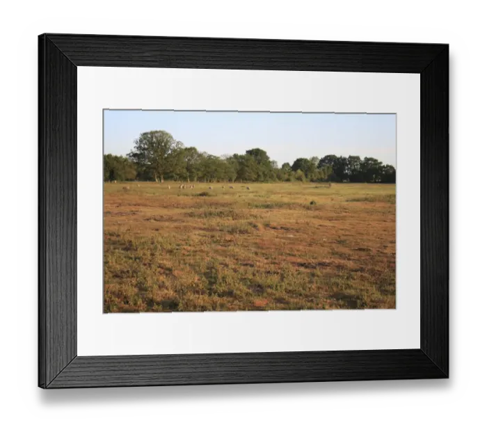 Framed Print : View of rough pasture and acid grassland habitat with sheep flock at dawn, Little Ouse Headwaters Project, The Frith Framed Print : View of rough pasture and acid grassland habitat with sheep flock at dawn, Little Ouse Headwaters Project, The Frith