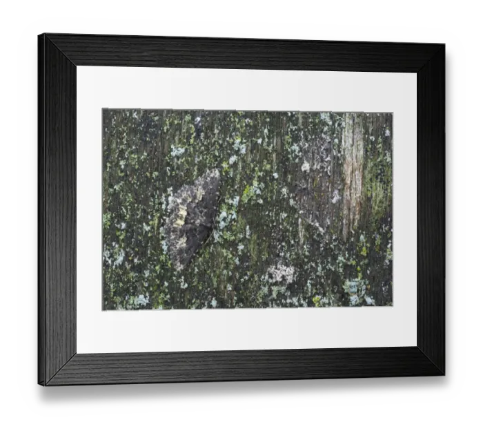 Framed Print : Waved Black (Parascotia fuliginaria) adult, camouflaged, Essex, England Framed Print : Waved Black (Parascotia fuliginaria) adult, camouflaged, Essex, England