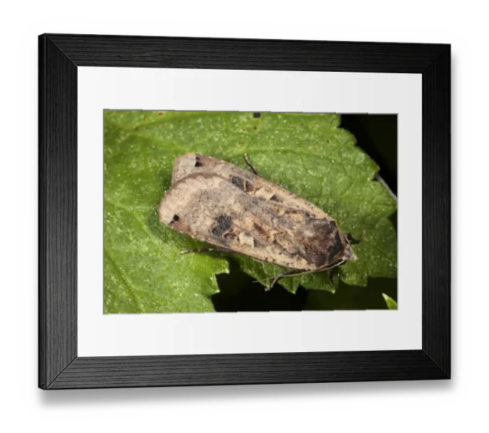 Framed Print : Large Yellow Underwing (Noctua pronuba) adult, resting on leaf, Powys, Wales, july Framed Print : Large Yellow Underwing (Noctua pronuba) adult, resting on leaf, Powys, Wales, july