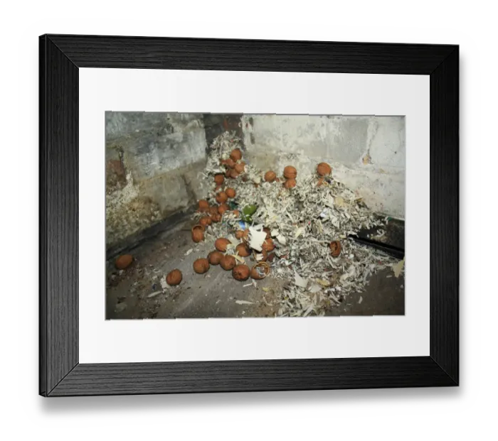 Framed Print : Wood Mouse (Apodemus sylvaticus) food cache, Common Walnut (Juglans regia) Framed Print : Wood Mouse (Apodemus sylvaticus) food cache, Common Walnut (Juglans regia)