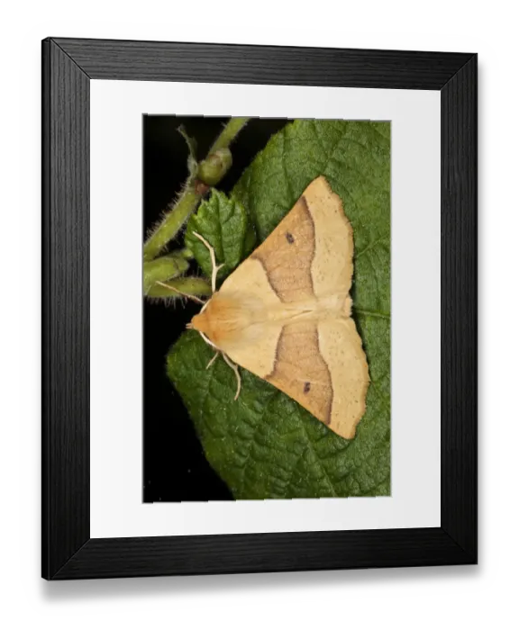 Framed Print : Scalloped Oak (Crocallis elinguaria) adult, resting on leaf, Powys, Wales, july Framed Print : Scalloped Oak (Crocallis elinguaria) adult, resting on leaf, Powys, Wales, july