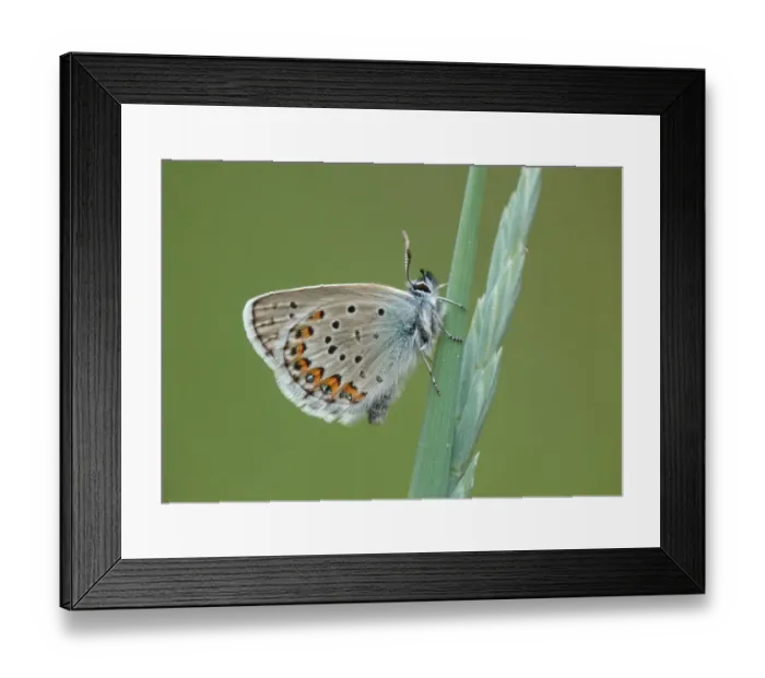 Framed Print : Silver-studded Blue (Plebejus argus) adult male, resting on grass stem, Simplon Pass, Swiss Alps, Switzerland, july
