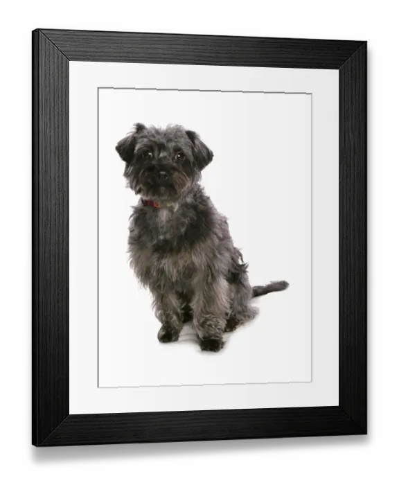 Framed Print : Domestic Dog, Yorkiepoo (Yorkshire Terrier x Poodle), adult female, sitting, with collar Framed Print : Domestic Dog, Yorkiepoo (Yorkshire Terrier x Poodle), adult female, sitting, with collar
