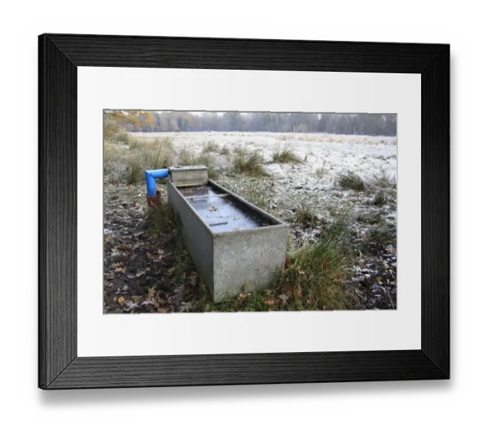 Framed Print : Frozen water trough with rushes at edge of frost and snow covered rush pasture habitat, in river valley fen Framed Print : Frozen water trough with rushes at edge of frost and snow covered rush pasture habitat, in river valley fen